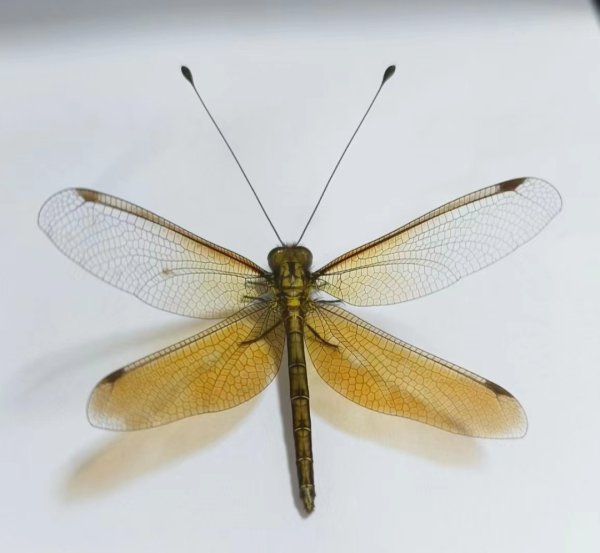 尚牛在线 插着“天线”的蜻蜓 ？专家：为蝶角蛉，并不常见_大皖新闻 | 安徽网