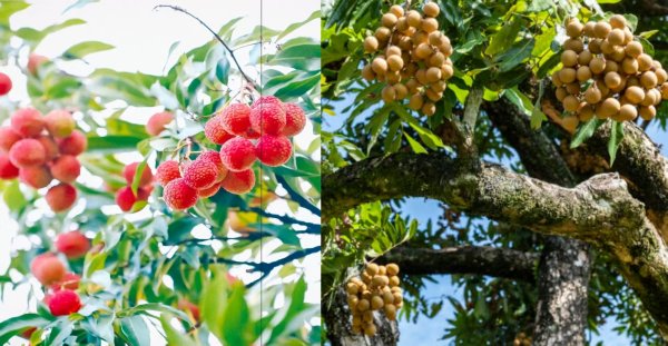 聚赢盘 接“荔”甜蜜，高州龙眼开始少量上市